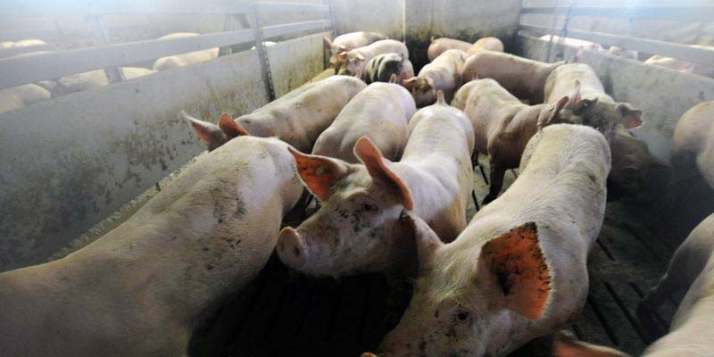 10 € pro Monat für die Landwirtschaft