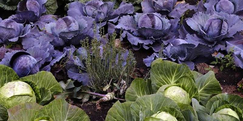 From Farm to fork