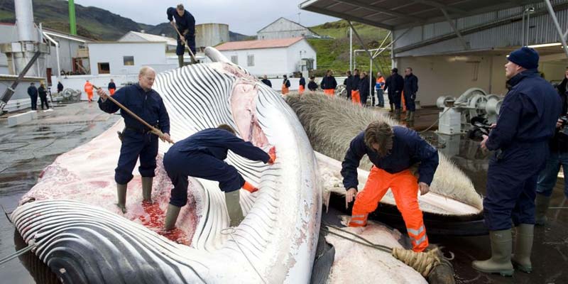 Walfang in Island wegen Corona abgesagt